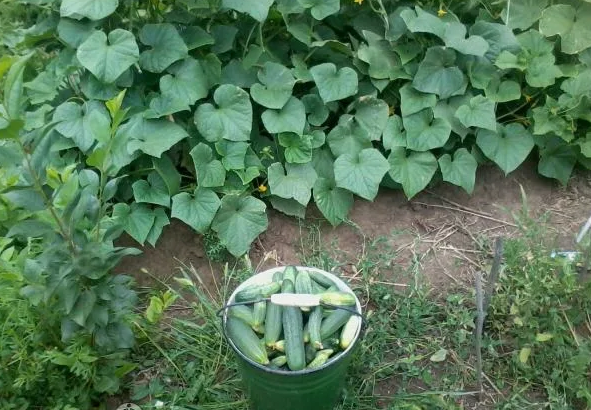 Щедрый урожай