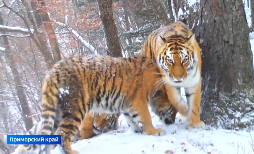 Фотосессии с пятнистыми хищниками обрабатывает Искусственный Интеллект в Приморье