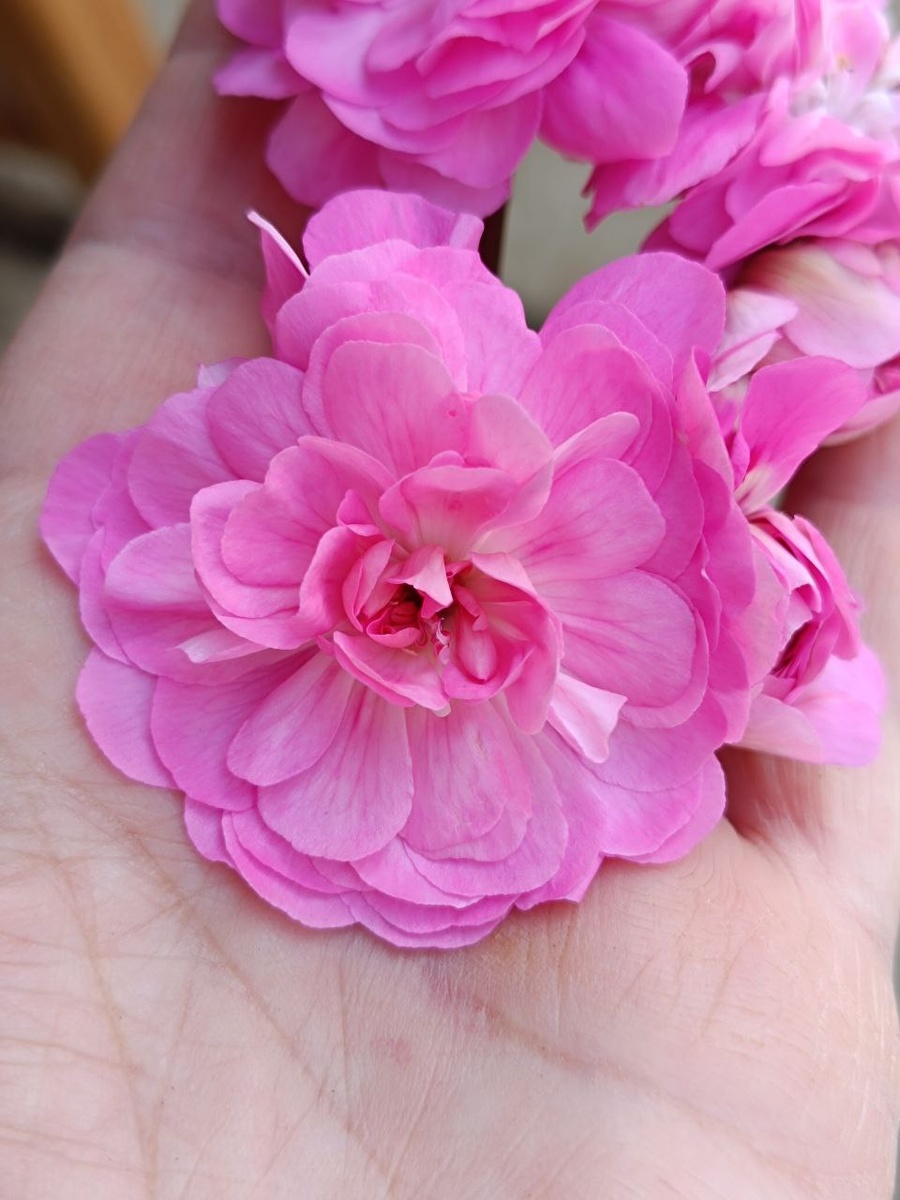 ИВ На Прекрасном Голубом Дунае 