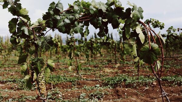    © Sputnik / Наталья Айриян