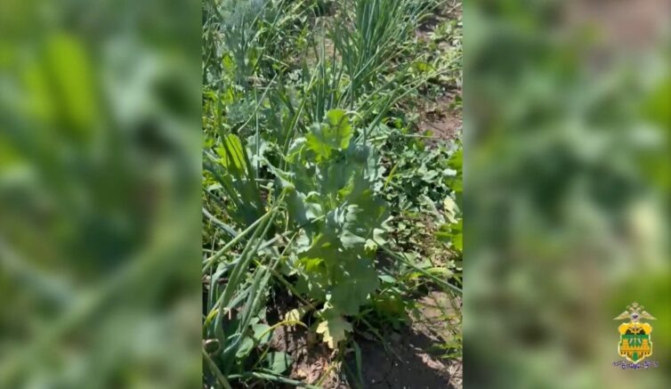    Фото: Кадр из видео / 23.мвд.рф