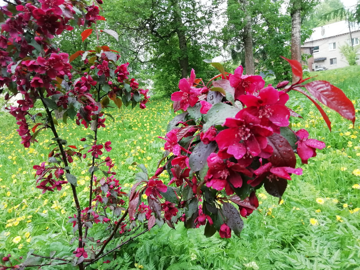 декоративная яблоня во дворе у дома