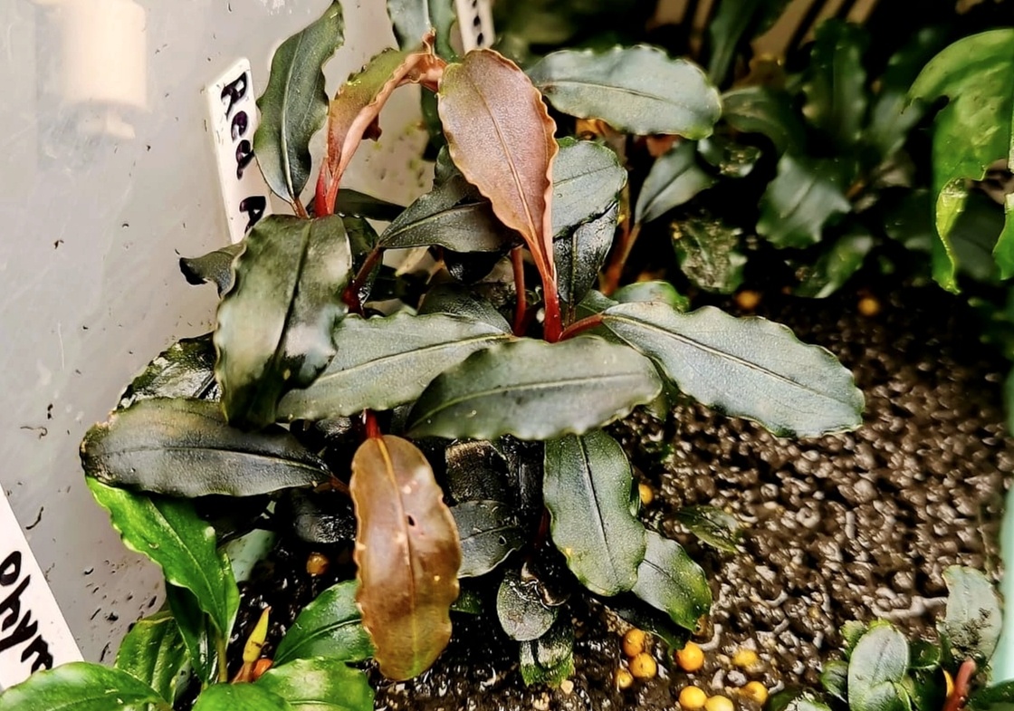 Bucephalandra "Red Ander" в теплице Христенко Юрия 