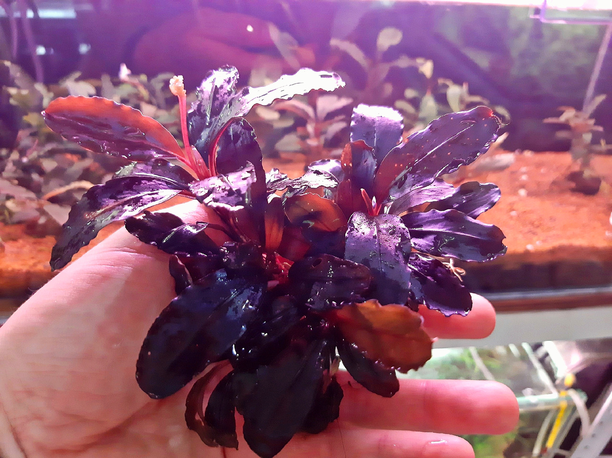 Водная форма B."Red Ander". Фото Евгения Сухорукова 