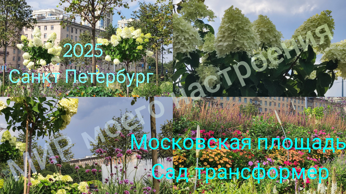 Хочу поделиться своими впечатлениями от прогулки этим летом на Московской площади в Питере.Стало очень интересно,как получилось у городских дизайнеров, создать контейнерный вариант Сада.Идея ,в итоге ,мое мнение,замечательная.