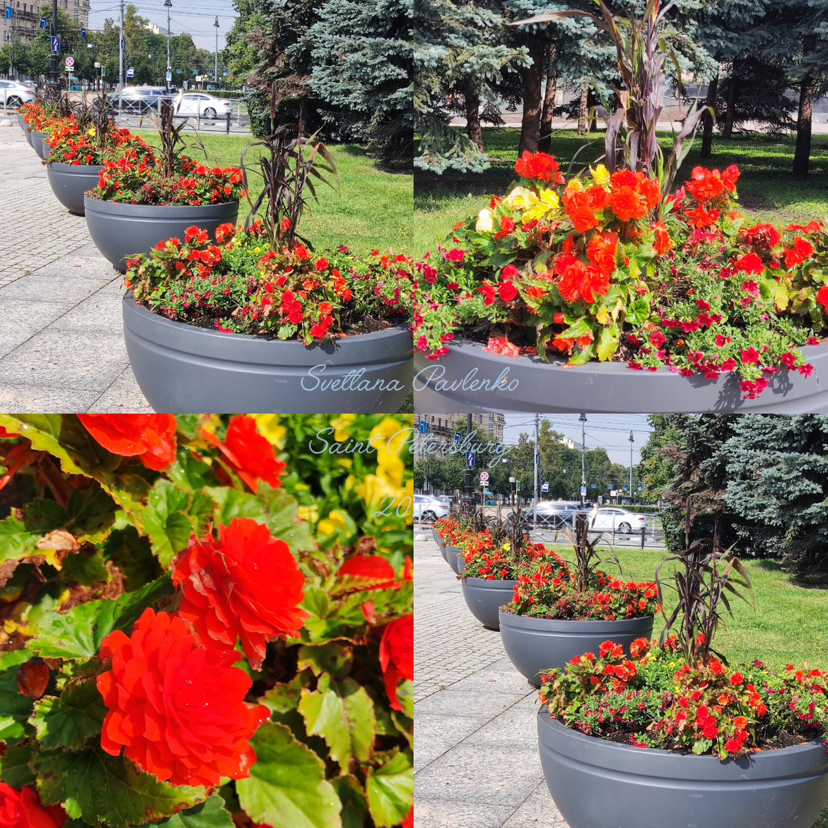 С двух сторон площади ,от переходов метро, нас встречают композиции в полукруглых графитовых кашпо из клубневых  ярко красных Бегоний, в окружении калибрахоа.Композиции очень эффектно смотрятся на фоне голубых Елей.