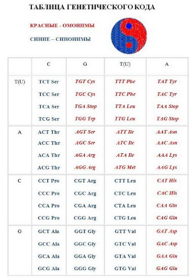 Генетические коды человека Источник: https://alexfl.ru/vechnoe/vechnoe_dnk3.html