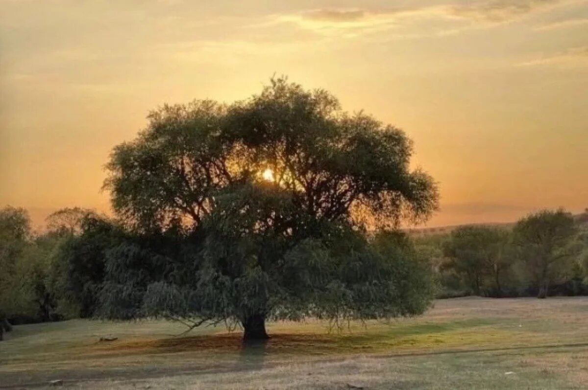    Раскидистая ива растёт в хуторе Дубовом Белокалитвинского района.