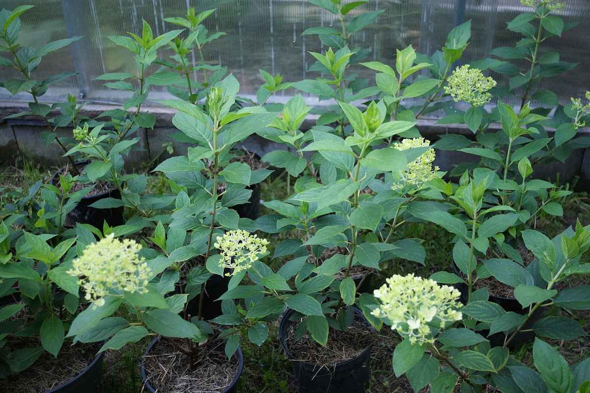 Молодые растения метельчатой гортензии 'Лаймлайт'. Ещё весной это были череночки, а уже сейчас цветущие растения. 