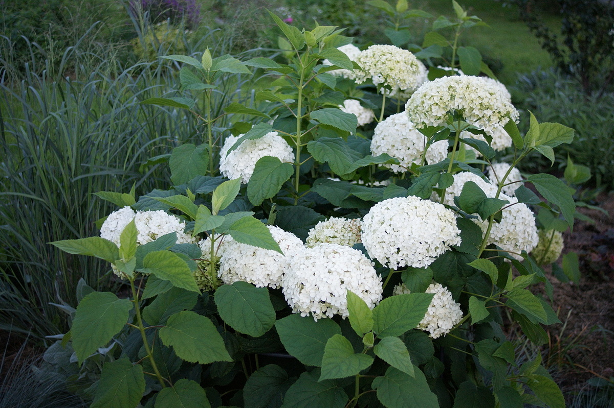 Древовидная 'Аннабель'. 