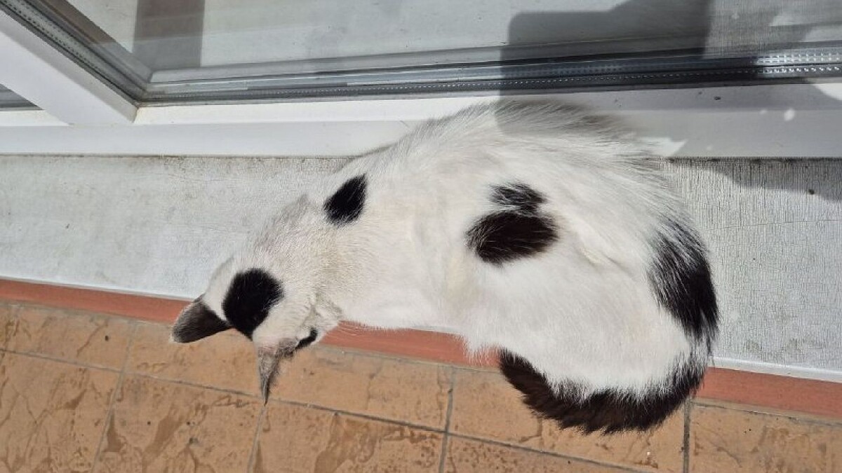    Фото: телеканал «Краснодар»