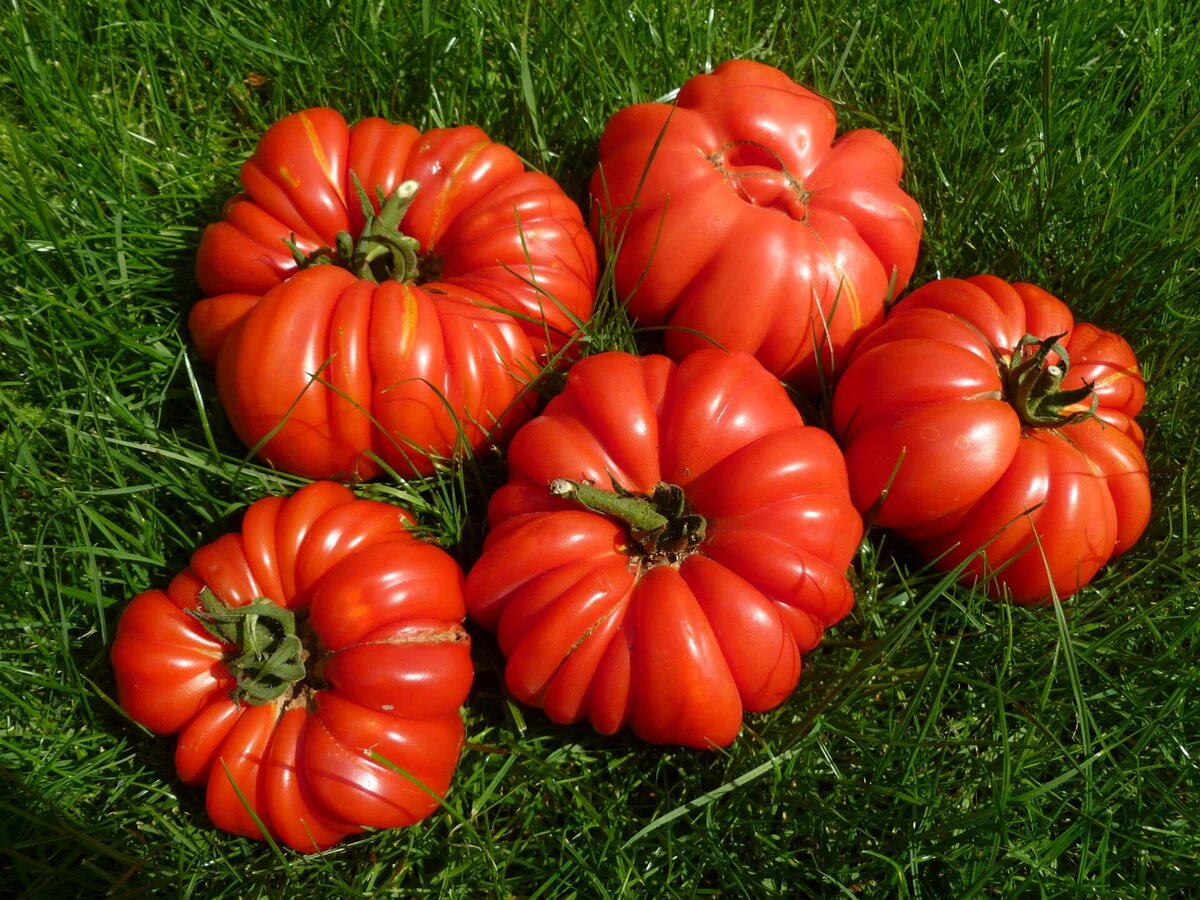 Томат «Marmande» («Марманде»)