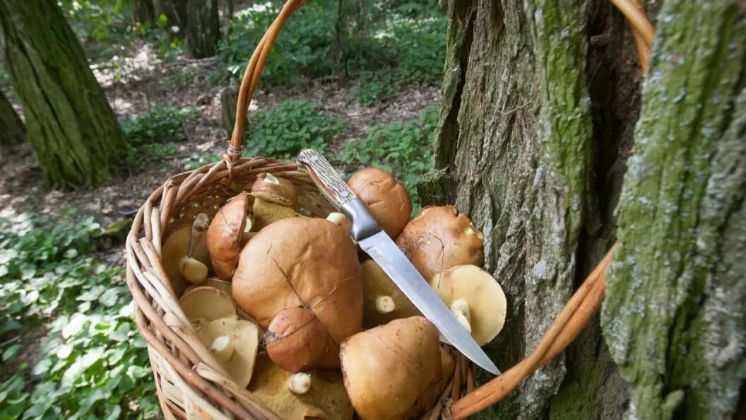    Nikolay Gyngazov, Николай/Global Look Press