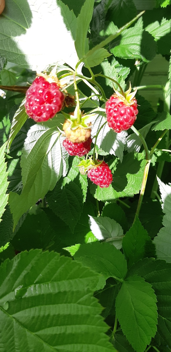 Одну ягодку беру, на другую смотрю, третью примечаю, четвёртая мерещится..