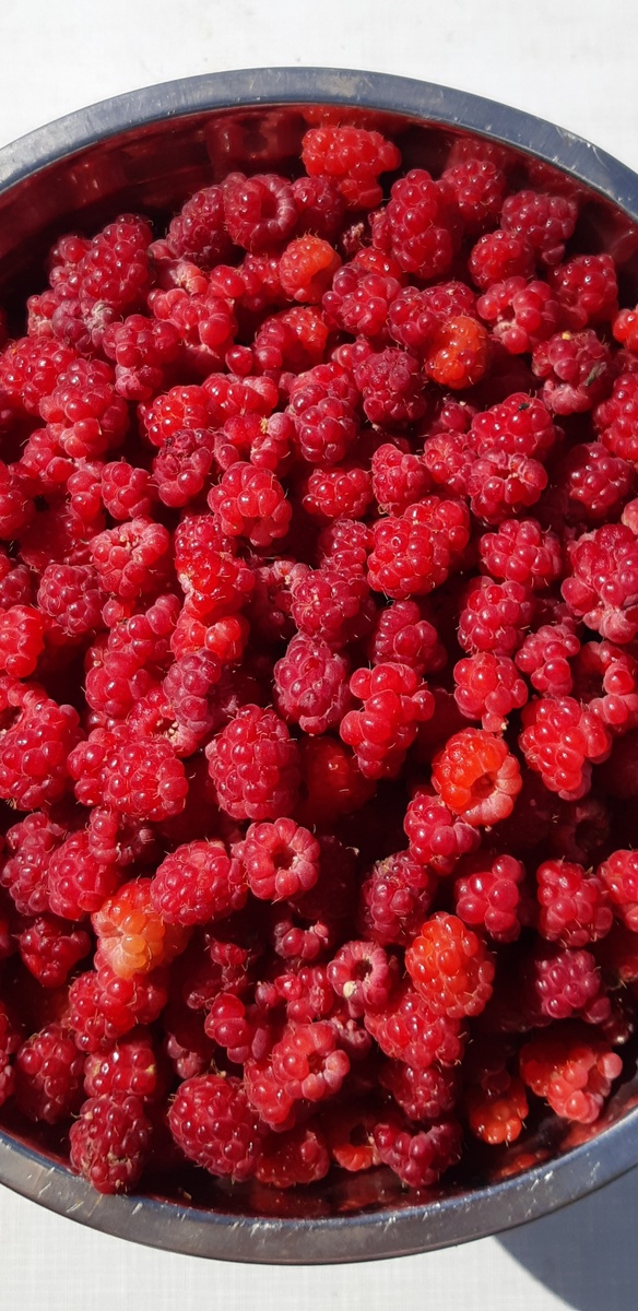 Сделала с сахаром в банку.