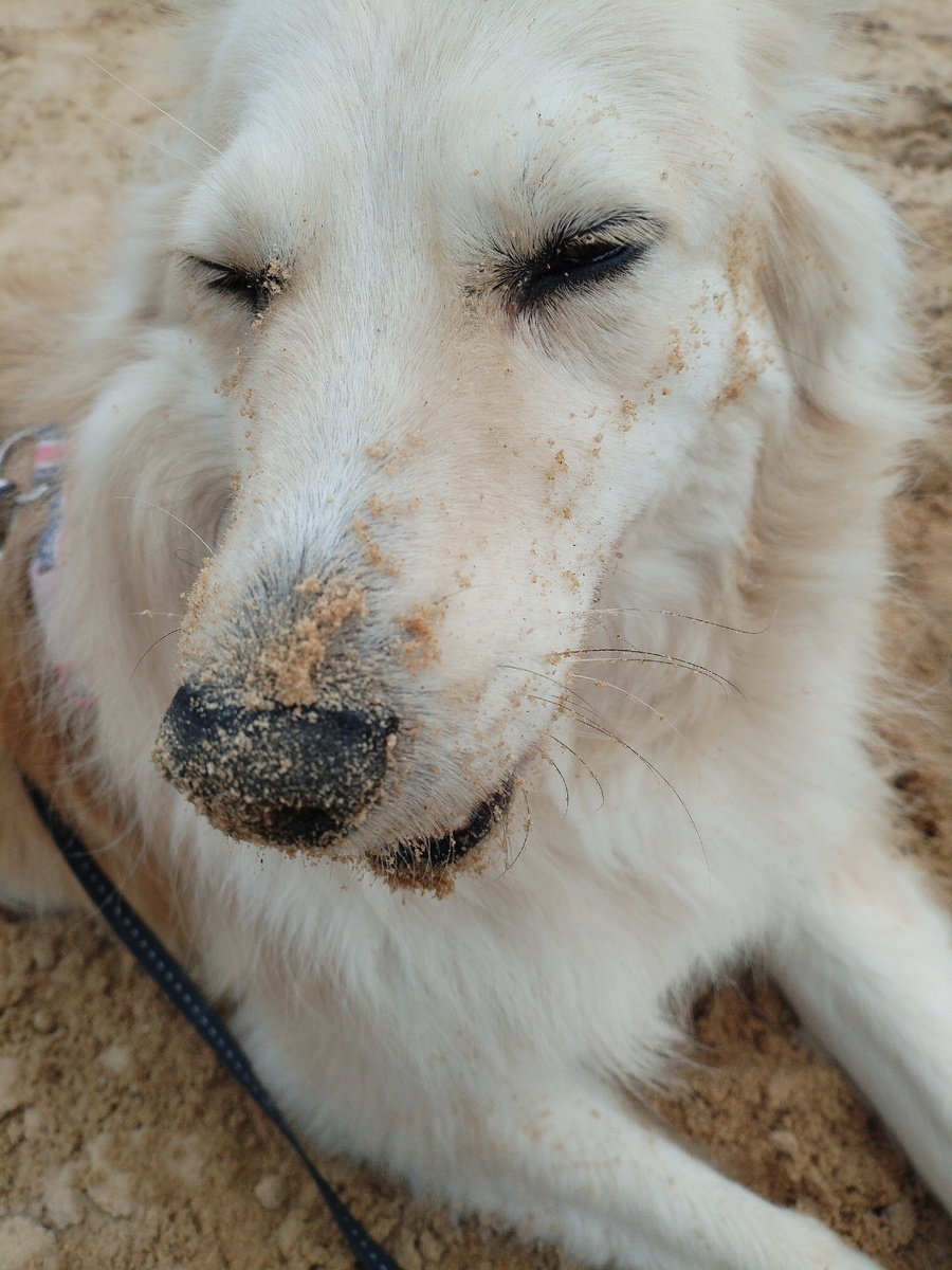 Нюша любит песочницы.