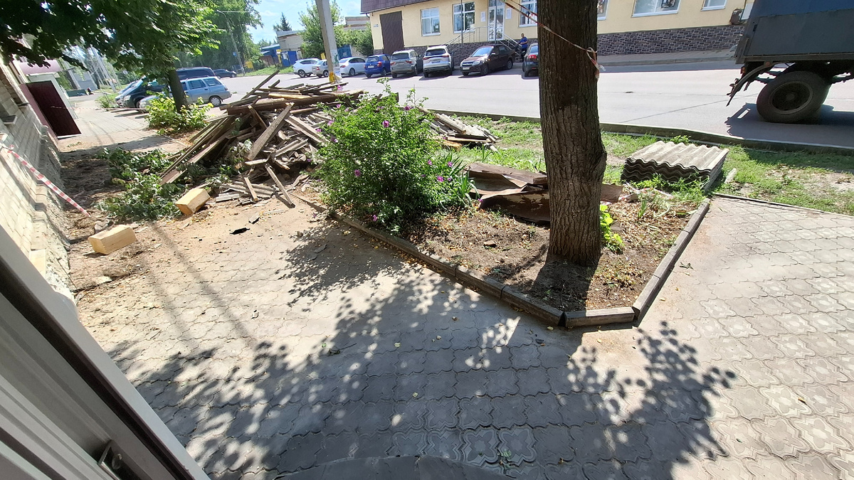 Один куст выжил