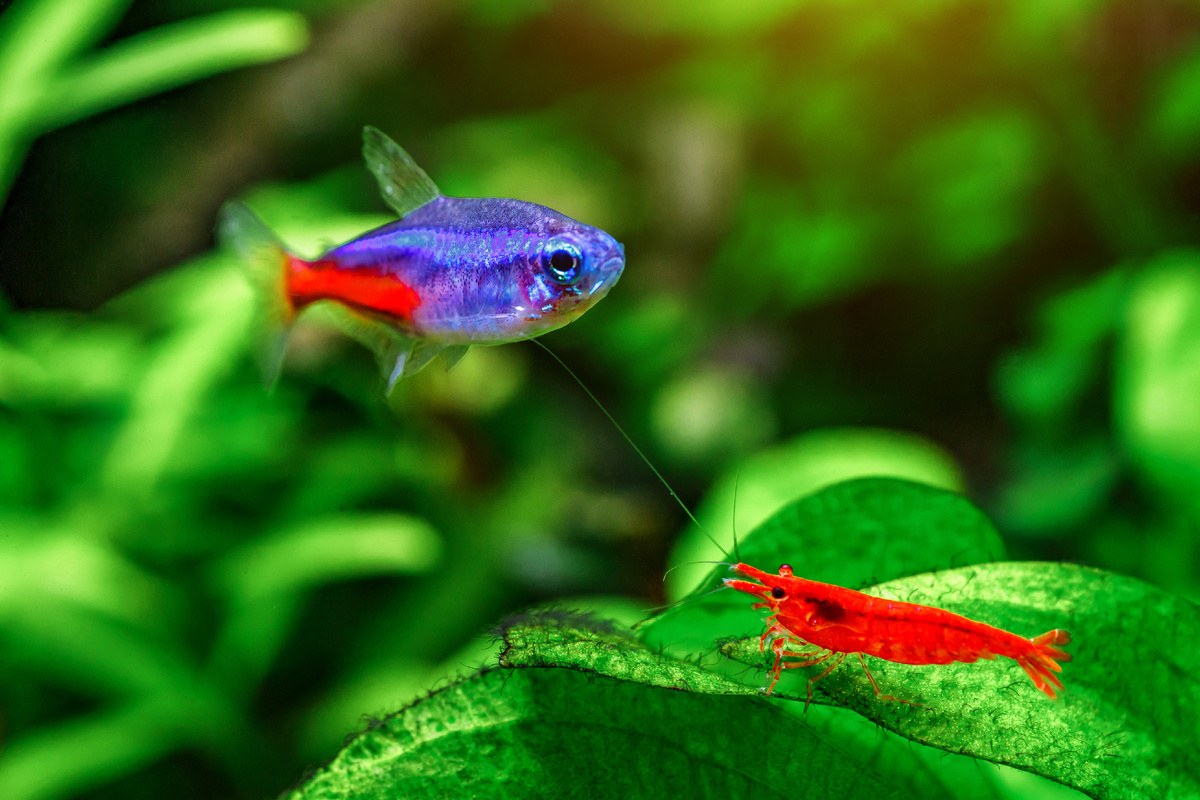 При этом ракообразные – весьма уживчивые соседи, способные мирно проживать в одном аквариуме не только с себе подобными, но и с различными видами декоративных рыб.