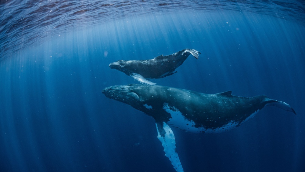     Фото: divedog/Shutterstock/FOTODOM