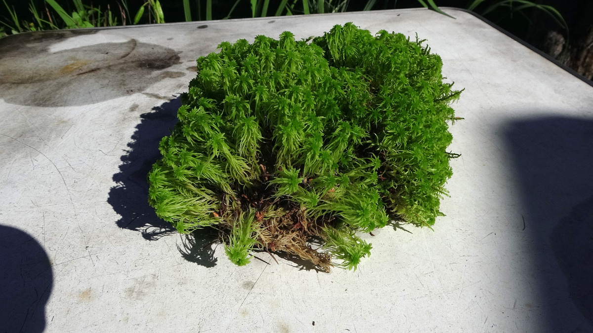 мох сфагнум