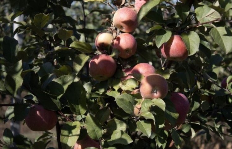    Фото: «Донецкий» филиал Россельхозцентра