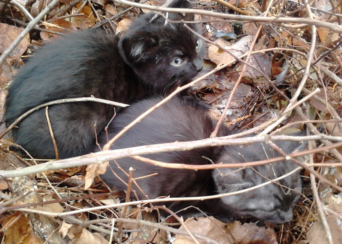 Такими были найдены на улице Барсук с братиком