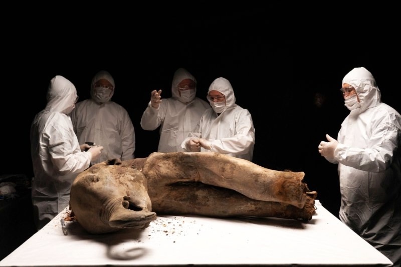    Мамонтенок Яна оказалась в два раза древнее, чем предполагалось ранее