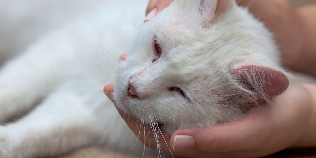 Как умирают кошки от сердечной недостаточности: последние минуты, о которых никто не рассказывает