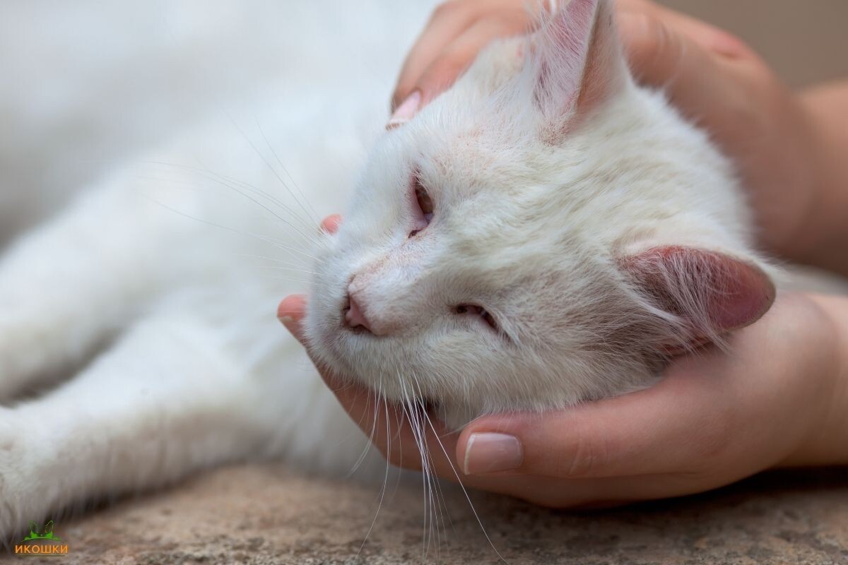 Больная кошка 