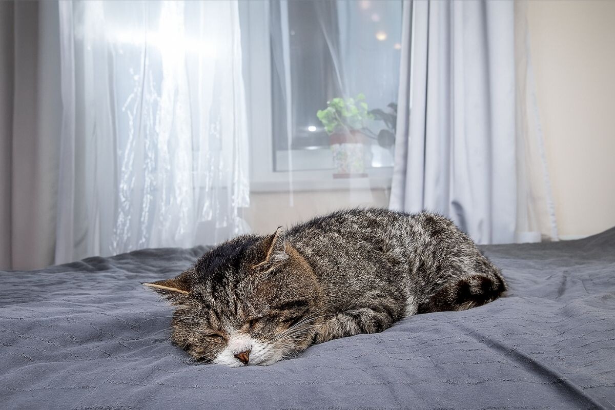 Пожилой кот лежит на кровати 