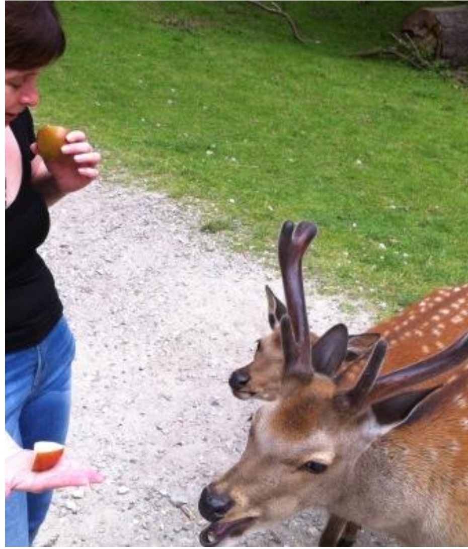 Олений парк