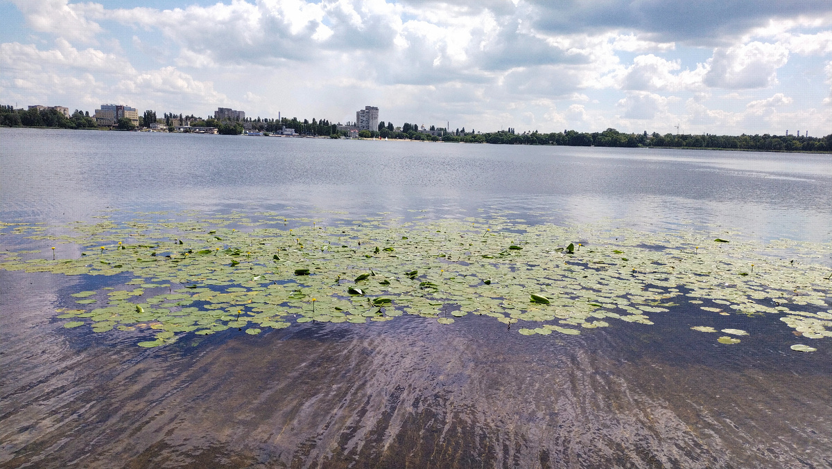 Кубышка жёлтая на р.Воронеж, в г.Липецке