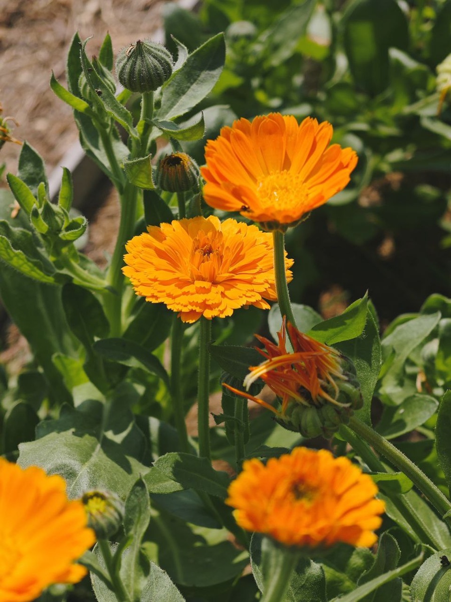 Календула на грядке