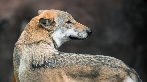    © Sputnik / Евгений Одиноков