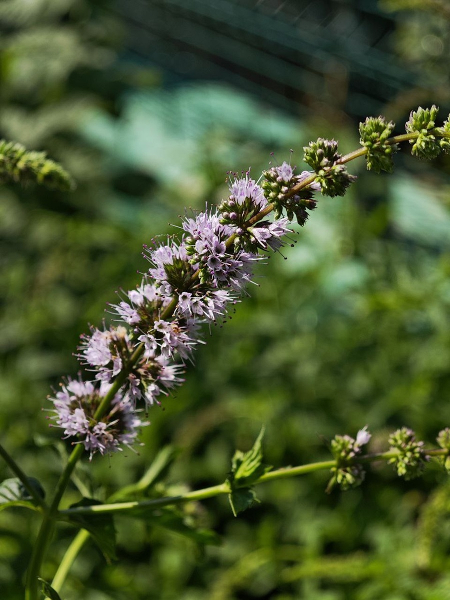 Цветуща мята сорта Спирминт