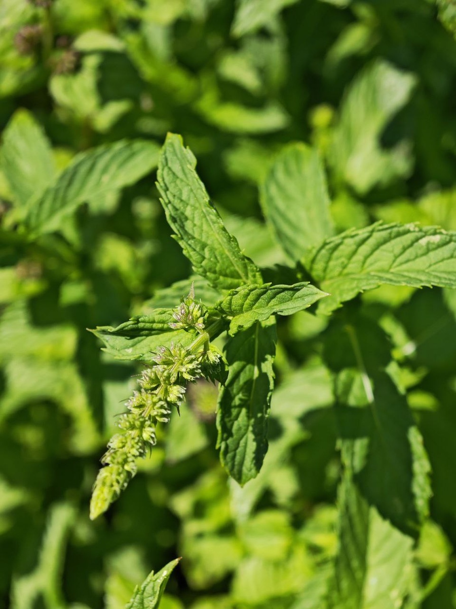 Вот такие листочки у мяты этого сорта. Обратите внимание, если нужна именно эта мята