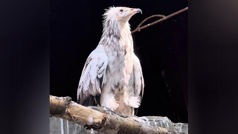    Фото: t.me/lenzoopark