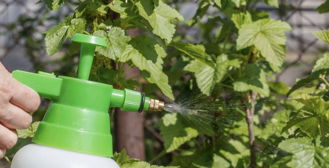 Обработка смородины после сбора урожая: как защитить кусты от вредителей без химии