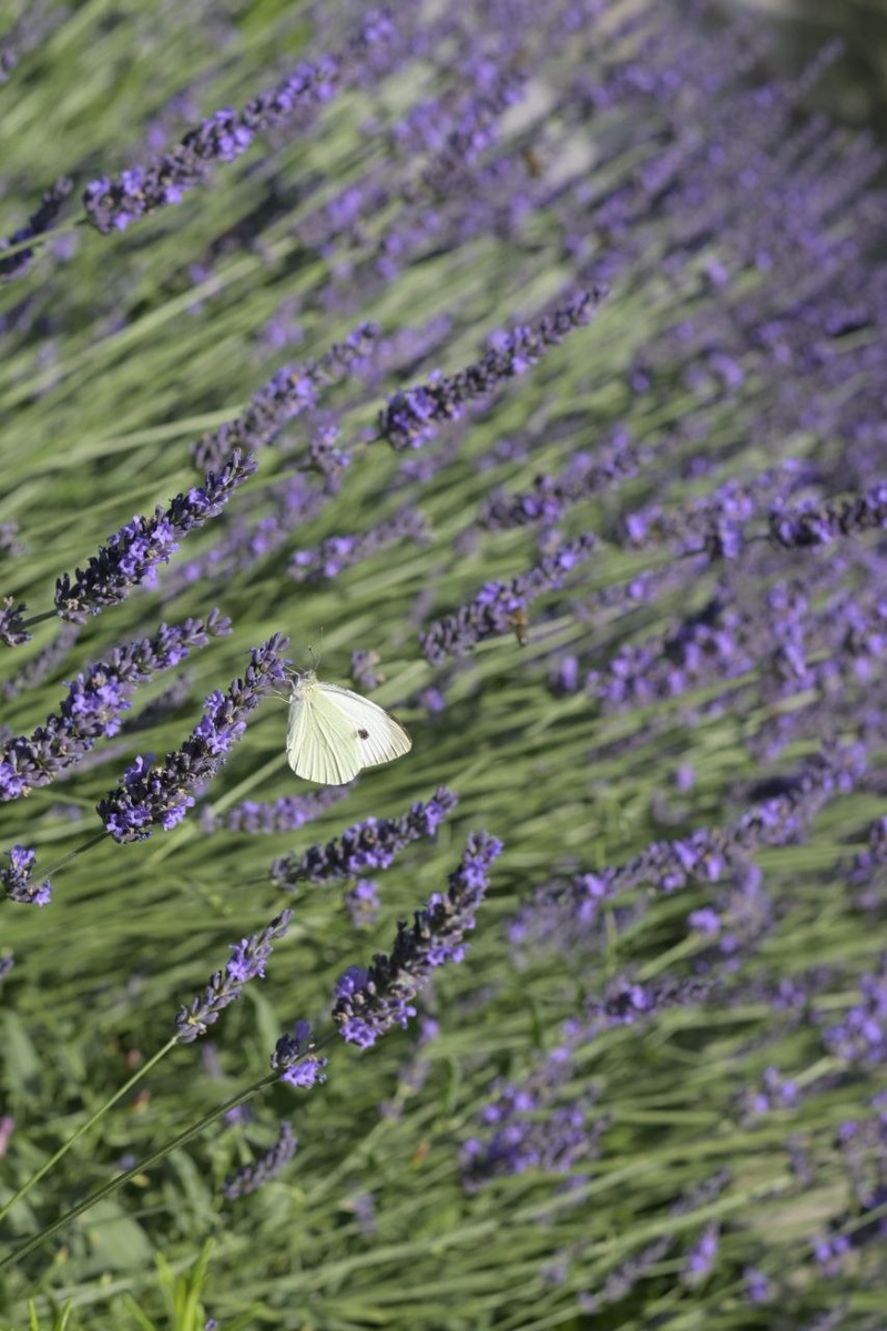 Лавандин в самом цвету