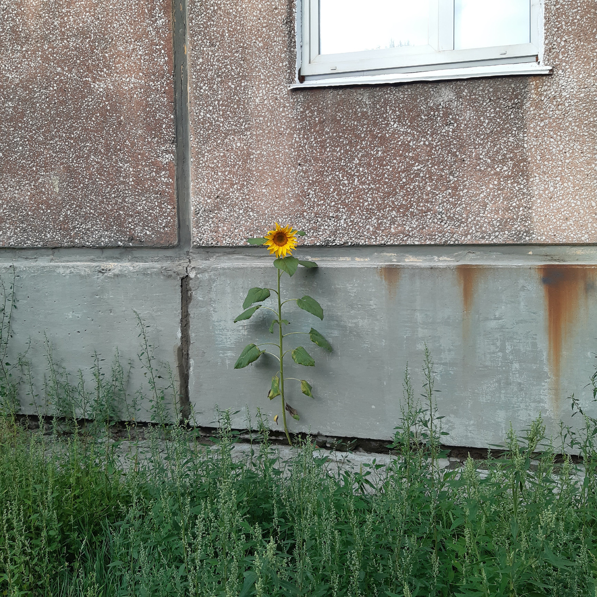 Как тот подсолнух, когда почвы под ногами - нет, но ты обязан всегда и всем светить и всё равно стремиться к солнцу...