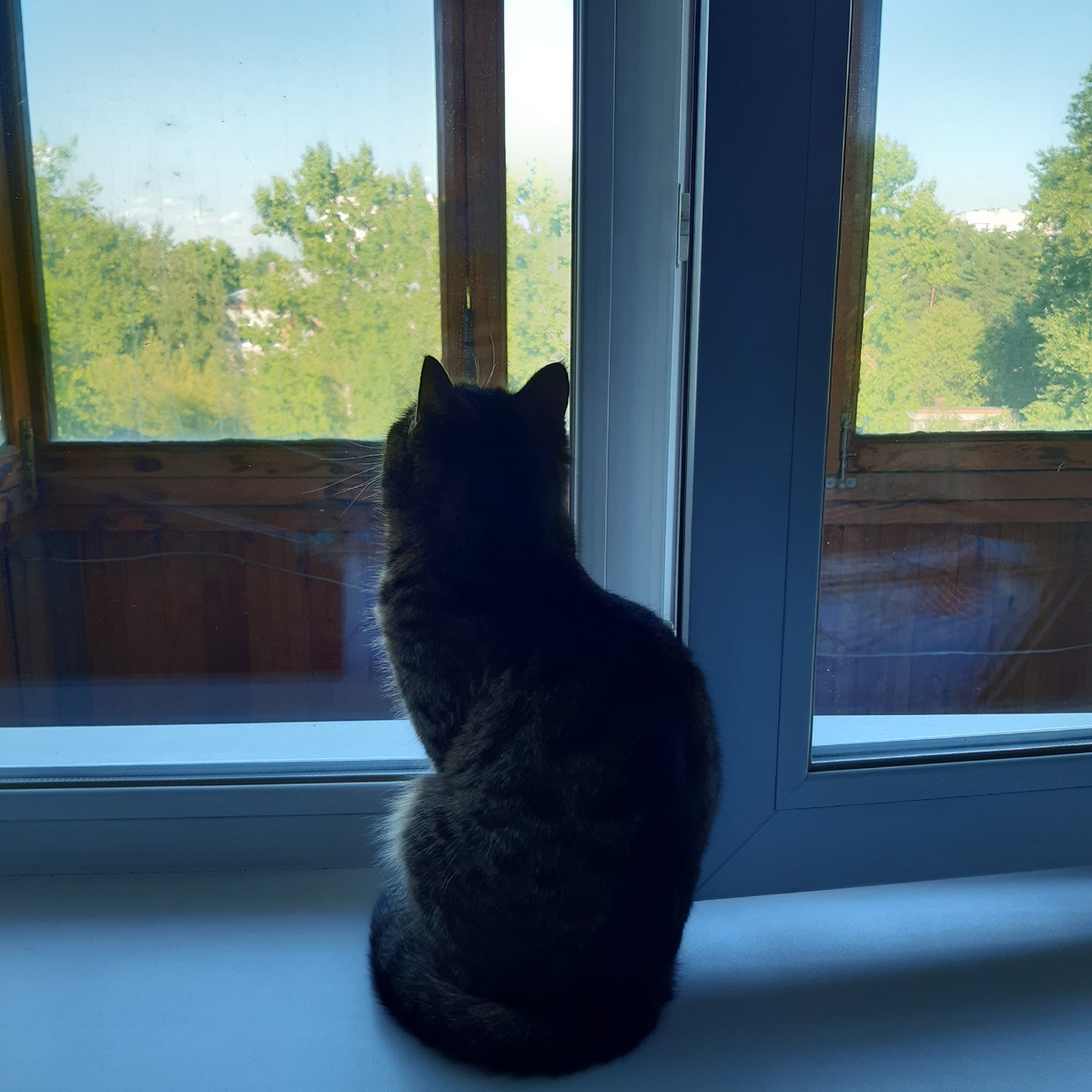 Я тоже смотрела вдаль три дня как моя кошка Фрося)) от тоски