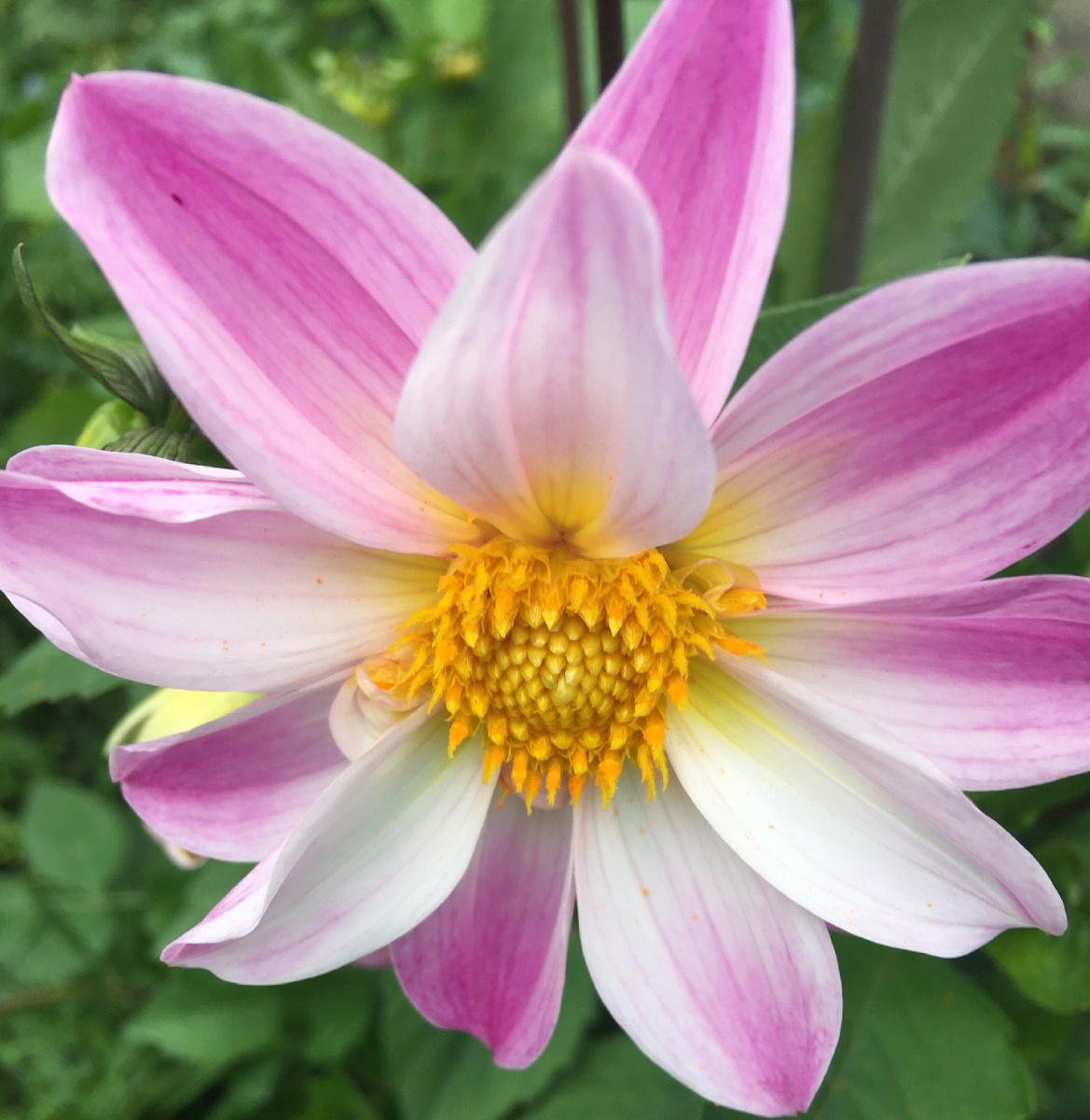 Распустились Веселые ребята