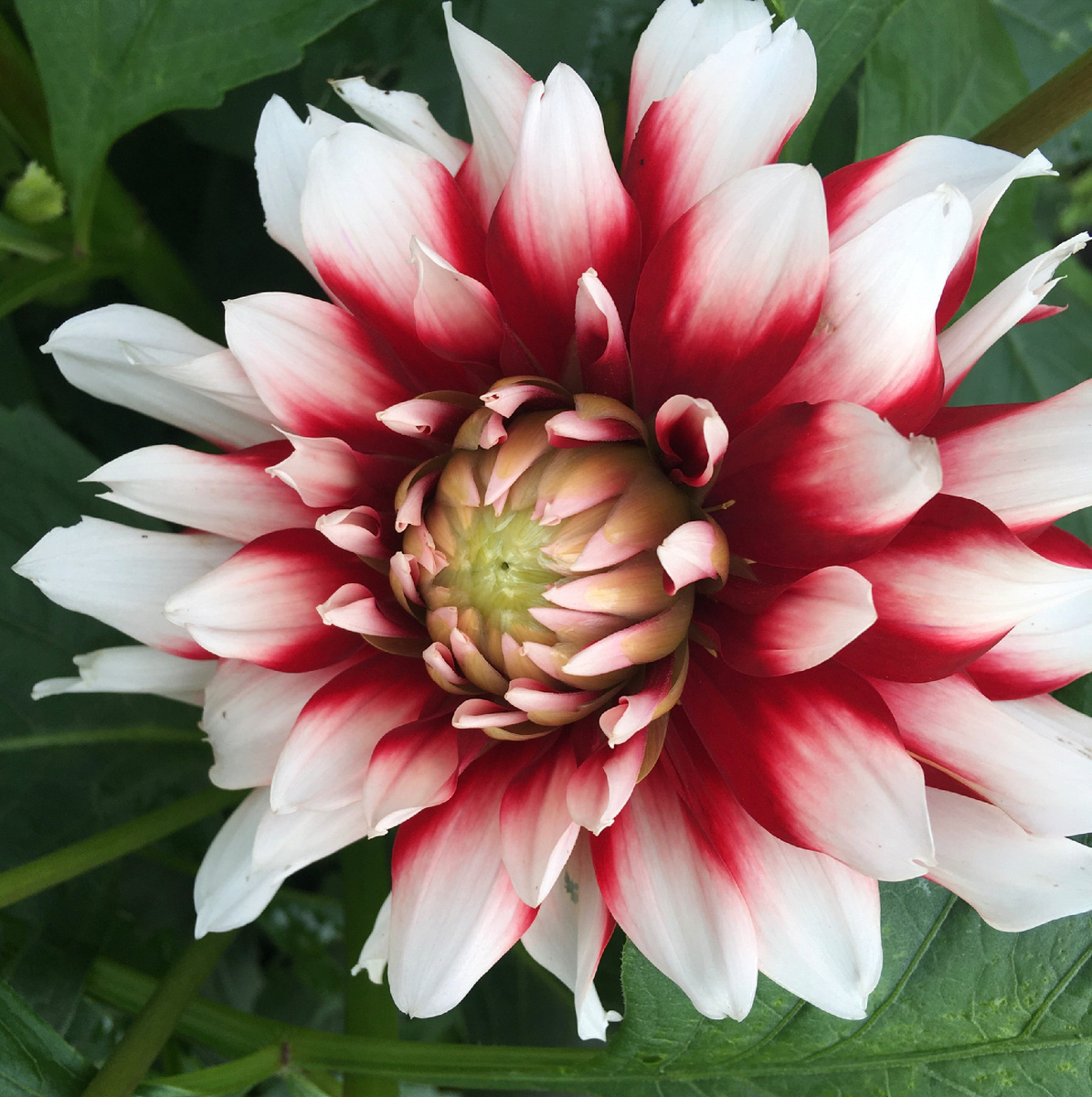 Мой любимый Пионер открывает глазки.