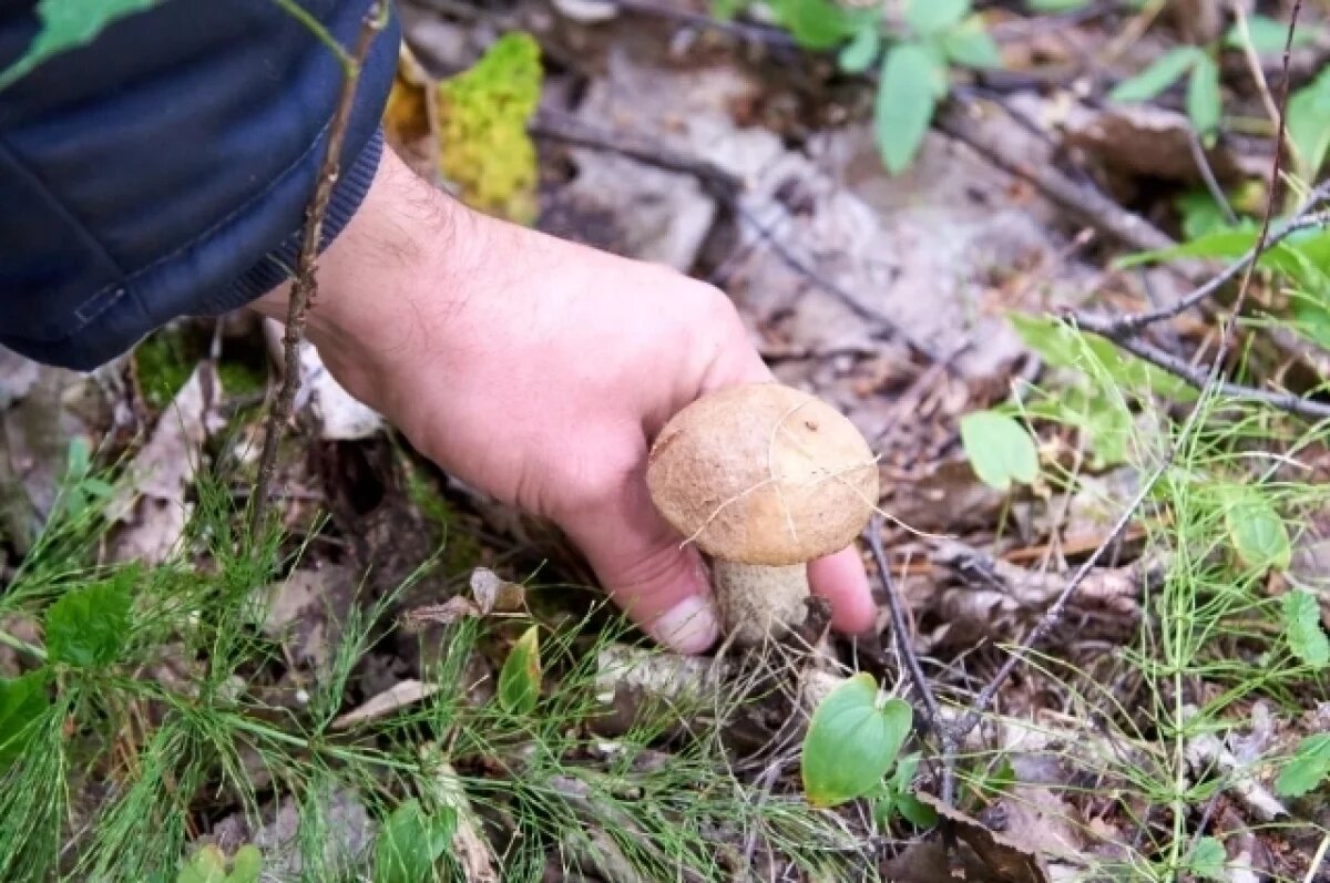    Биолог Тальнишних объяснил, когда в лесах Тюмени пойдут грибы