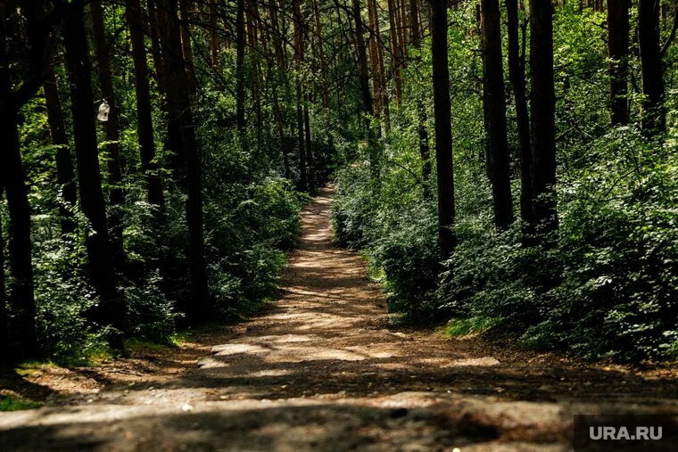 Трагедия произошла на лесной тропе 6 августа (архивное фото). Фото: Анастасия Соргина © URA.RU