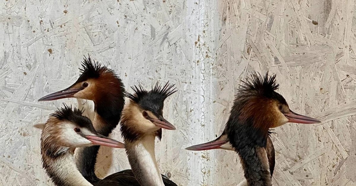 Фото: Реабилитационный центр Жемчужная / ВКонтакте