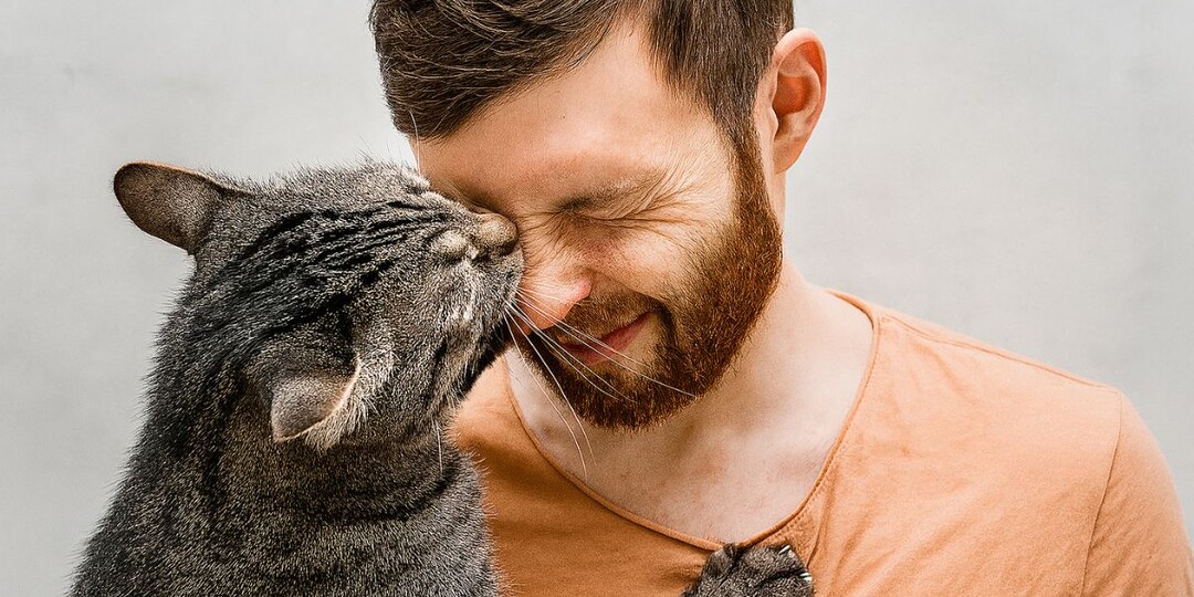 Почему кошка лезет в лицо — 7 признаков, что вы для неё больше, чем человек