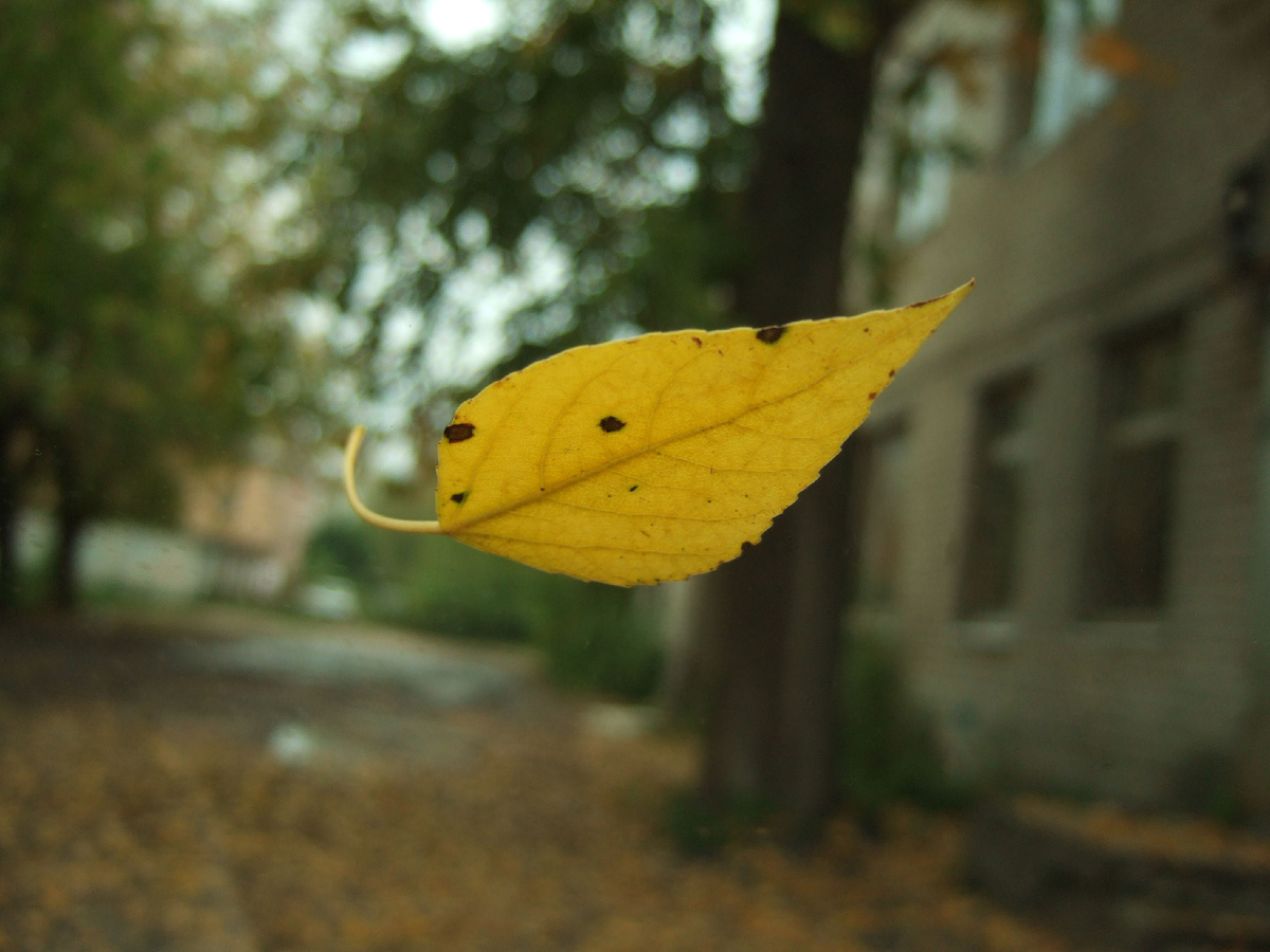 картинка из интернета