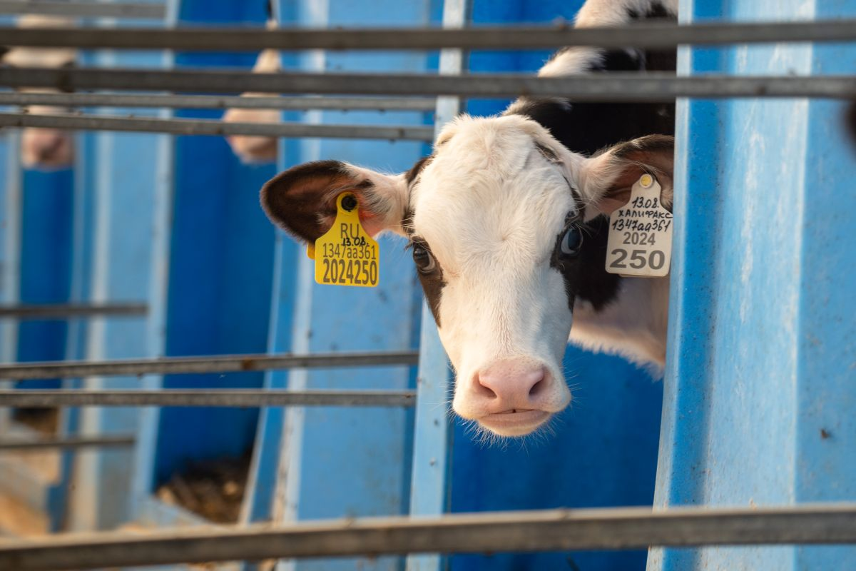 Фото: Александр Плонский / «ВиЖ»