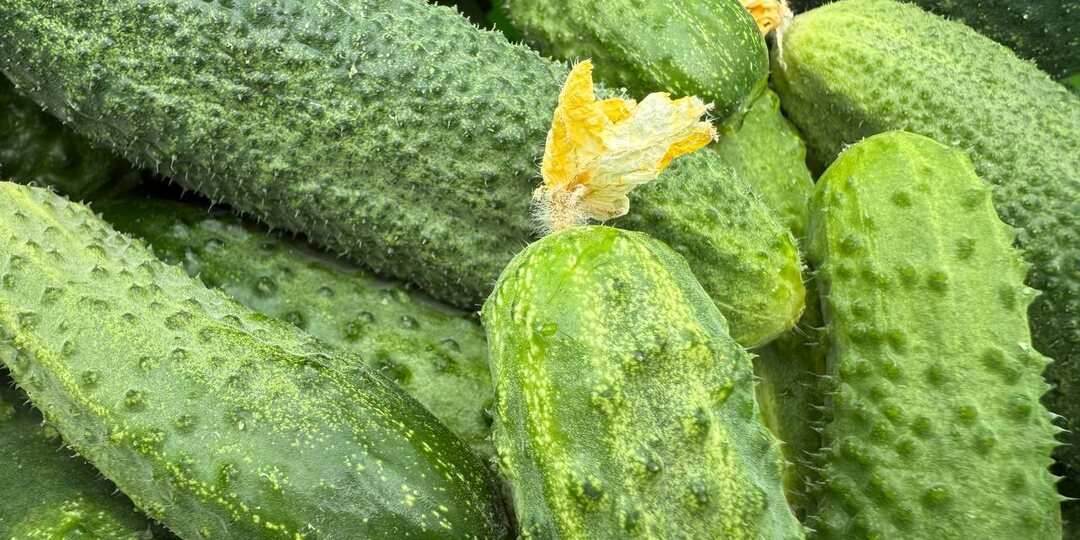🥒Приготовьте это народное средство, чтобы огурцы росли сладкие и без горечи.